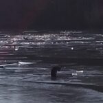 pompierii din cadrul isu dobrogea intervin pentru salvarea unui caine prins intre bucati de gheata pe lacul tasaul 67bc81ff1b8a8