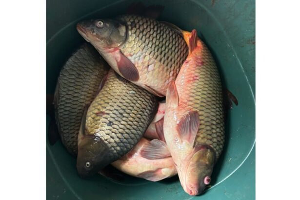 prins vanzand peste fara documente jandarmii din medgidia au confiscat 32 kg de crap 67aa093b4658b