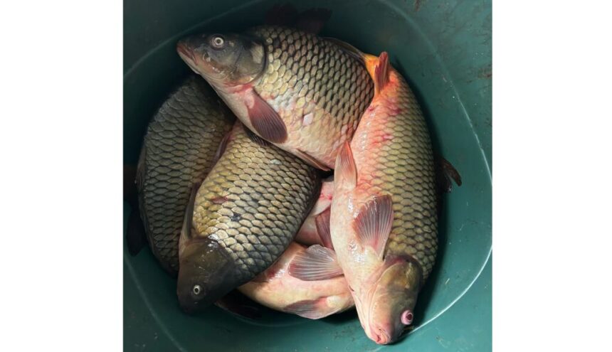 prins vanzand peste fara documente jandarmii din medgidia au confiscat 32 kg de crap 67aa093b4658b