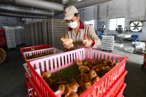 pui rezistenti la boli si cereale modificate genetic cum vrea china sa stimuleze agricultura ca sa infrunte sua 67b2c39e3fd87