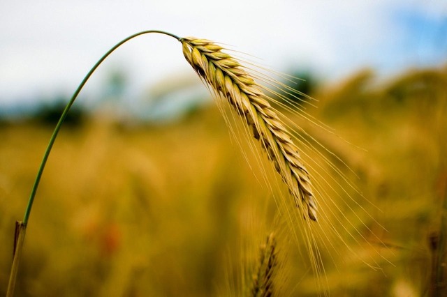 romania s a aliat cu 3 tari si a mers la bruxelles cu cerinte agricole ante razboi ucraina sunt unele lucruri pe care nu le permitem 67bc773a9cd53