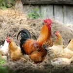 sua vor cheltui un miliard de dolari pentru a combate gripa aviara 67c002181f551