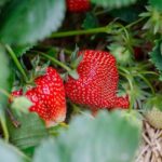 tabel analize capsunele merele piersicile nectarinele si strugurii fructele din productia interna cu cele mai multe probe cu reziduuri de pesticide 67b59cd53a9ec