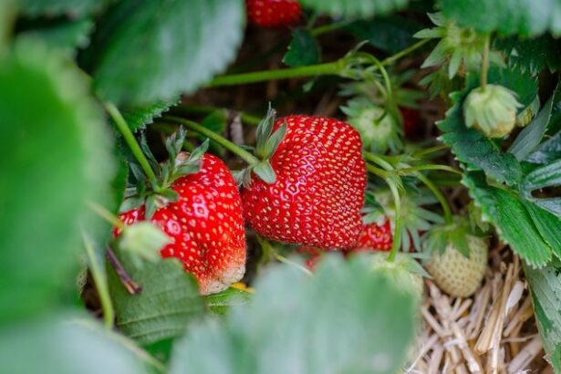 tabel analize capsunele merele piersicile nectarinele si strugurii fructele din productia interna cu cele mai multe probe cu reziduuri de pesticide 67b59cd53a9ec