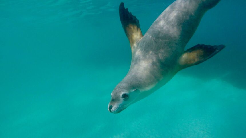 test de cultura generala care este diferenta dintre lei de mare si foci 67bf370e5619d