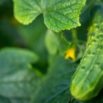 test de cultura generala castravetii sunt fructe sau legume 67a35ea6c3ef8