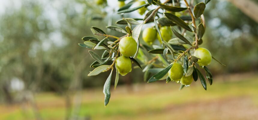 test de cultura generala maslinele sunt fructe sau legume 67a0e41083769