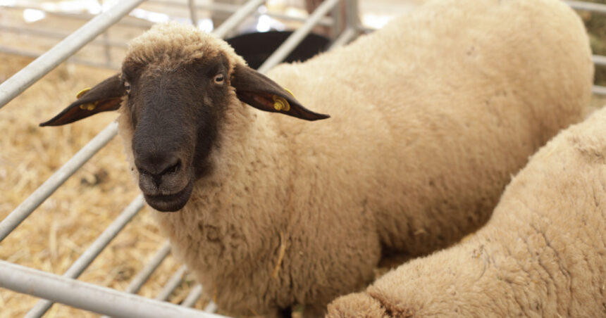 tineri retinuti dupa ce au furat 6 capre si 3 oi din gospodaria unui barbat au abandonat animalele pe un camp 67b9cf26d0300