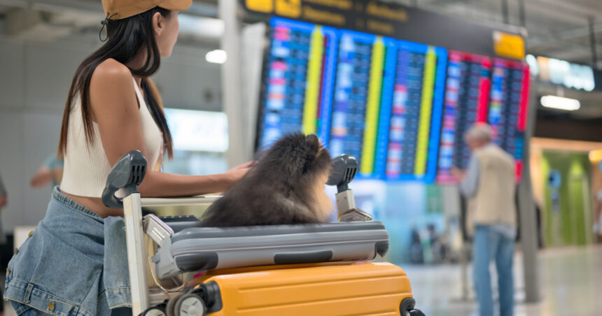 video aeroporturile din europa devin pet friendly cand ar putea aparea si in romania spatii speciale pentru animale nu am avut cereri 679e0716d5357