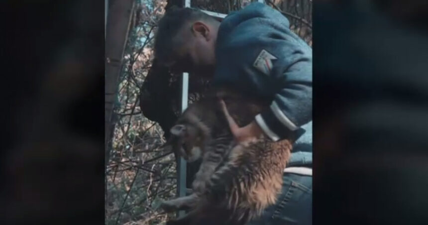 video ciolacu s a filmat pe tiktok cum isi recupereaza pisica de pe gard pisicile urca foarte usor dar nu mai stiu sa coboare 67b1019bacf40