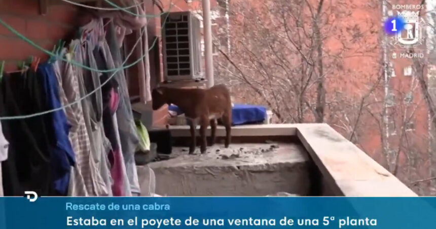 video o capra blocata la etajul cinci a fost salvata de pompieri cum a ajuns animalul acolo 67b9bdbae4f78