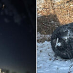 video resturile unei rachete spacex s au prabusit in polonia parea o formatie de trupe gata sa atace 67b6b82c08328