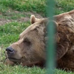 video vremea calda a trezit ursii de la gradina zoo oradea ce spune credinta populara despre momentul in care acestia ies din barlog 67a04ec9b733a