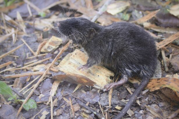 27 de specii noi au fost descoperite in peru printre acestea se afla si un soarece amfibiu 67d84a16cd53d