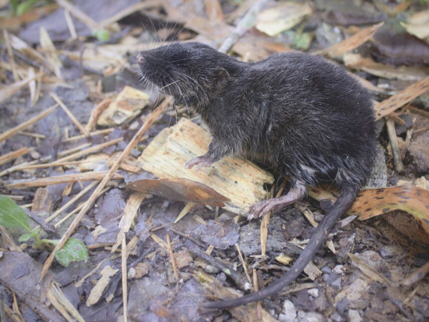 27 de specii noi au fost descoperite in peru printre acestea se afla si un soarece amfibiu 67d84a16cd53d