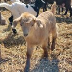 alerta de febra aftoasa la granita ce masuri s au luat la nivelul judetului constanta 67d1b67e1988d