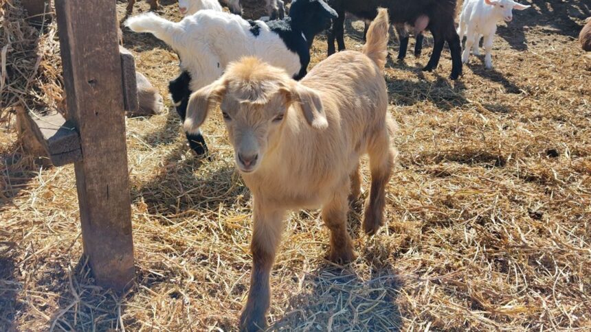 alerta de febra aftoasa la granita ce masuri s au luat la nivelul judetului constanta 67d1b67e1988d