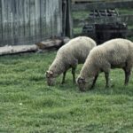 alerta sanitar veterinara in arad si bihor 67def896de6d9