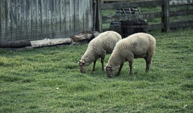 alerta sanitar veterinara in arad si bihor 67def896de6d9