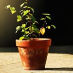 casa gradina ro livada urbana cum cresti pomi fructiferi in ghiveci chiar pe balcon 67d420b27c053