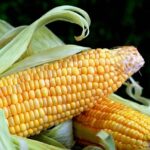 china va impune tarife vamale suplimentare pentru o serie de produse agricole americane 15 firme din sua plasate pe lista entitatilor considerate ca aduc atingere securitatii nationale si intereselo 67c6b23c005ed