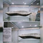copaie din lemn veche de 1 600 de ani descoperita in centrul orasului proteja osemintele unui prunc 67e9b7f8d03d1