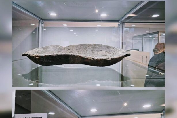 copaie din lemn veche de 1 600 de ani descoperita in centrul orasului proteja osemintele unui prunc 67e9b7f8d03d1
