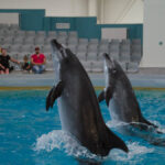 delfinul chen chen de la complexul muzeal de stiinte ale naturii a murit 67c5004e8643a