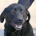 ea este shadow catelusa din adapostul din constanta asteapta cuminte omul care ii poate schimba viata 67c851198436a