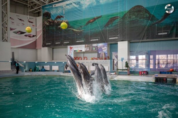 extinderea delfinariului va fi finalizata in aceasta toamna apoi pot fi mai multi delfini in bazin 67e08d32bf074