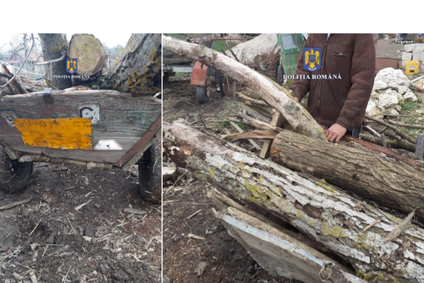 lipnita tanar prins de politisti dupa ce a furat mai multi arbori dintr o padure din comuna s a ales cu dosar penal 67c43d067354a