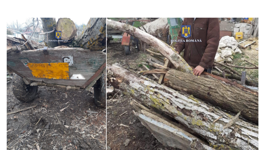 lipnita tanar prins de politisti dupa ce a furat mai multi arbori dintr o padure din comuna s a ales cu dosar penal 67c43d067354a