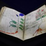 manuscrisul voynich codex medieval scris intr o limba inexistenta enigma criptografica veche de 600 de ani 67c5dc991d913