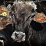 masuri adoptate de ansvsa pentru prevenirea aparitiei febrei aftoase in romania dupa anuntul privind focarul de la ferma de vaci din nordul ungariei 67cb2c8906117