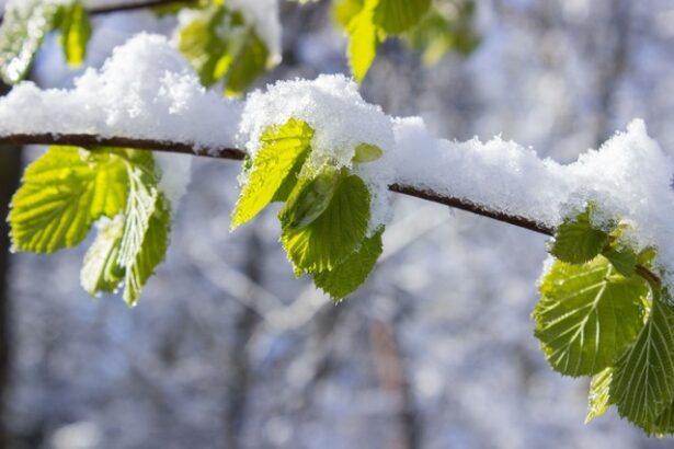 meteorologii anunta racirea accentuata a vremii bruma inghet viscol si zapada pana joi dimineata temperaturile minime vor cobori pana la 13 grade au fost emise mai multe avertizari cod galben 67d7dcd730add