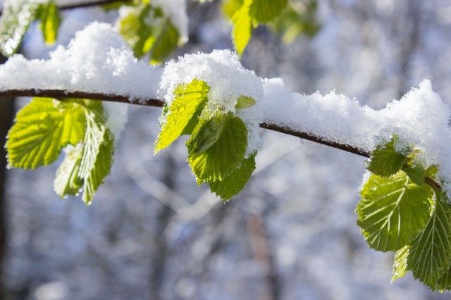 meteorologii anunta racirea accentuata a vremii bruma inghet viscol si zapada pana joi dimineata temperaturile minime vor cobori pana la 13 grade au fost emise mai multe avertizari cod galben 67d7dcd730add