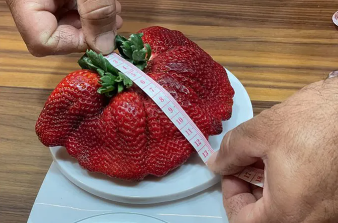 o capsuna gasita in ferma unui cultivator din israel a intrat in cartea recordurilor cat cantareste 67cb2467ba19e