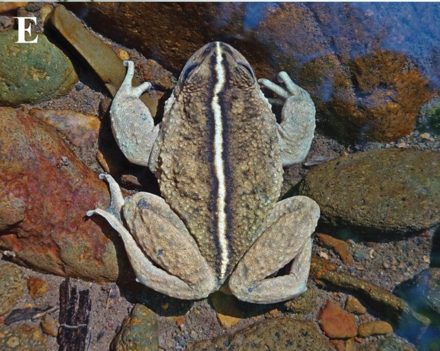 O specie rară a fost regăsită după 130 de ani. 1 o specie rara a fost redescoperita dupa 130 de ani 67d0530baff83