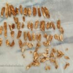 oamenii de stiinta au datat ramasitele unui copil antic care seamana atat cu oamenii cat si neanderthalienii 67d05325294fd