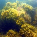 oamenii de stiinta au gasit o clona uriasa in marea baltica 67c9c9849439c
