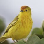 pasarile din galapagos devin mai agresive din cauza zgomotului cauzat de trafic 67decc9d56dc9