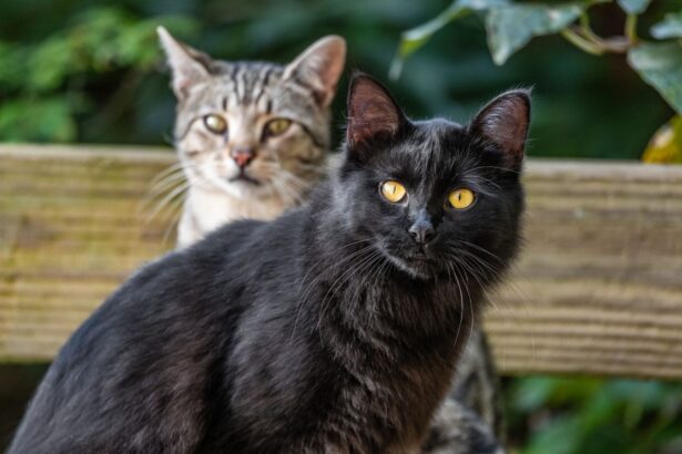 pisicile au prieteni expertii dezvaluie adevarul despre relatia dintre feline 67e16fa522366