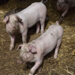 premiera mondiala ficat de porc transplantat unui om 67e4516ae81c3
