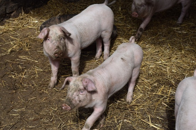premiera mondiala ficat de porc transplantat unui om 67e4516ae81c3