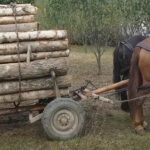 razii fulger la murfatlar si valu lui traian doi barbati au fost prinsi cu lemne furate 67dd29de3a8a4