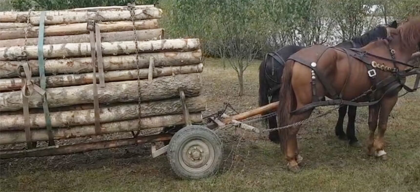 razii fulger la murfatlar si valu lui traian doi barbati au fost prinsi cu lemne furate 67dd29de3a8a4