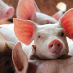spaniolii au dat in judecata statul pentru poluarea generata de fermele de porci 67e4307f2e237