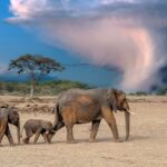 test de cultura generala care este cel mai destept animal 67e2c894524c6