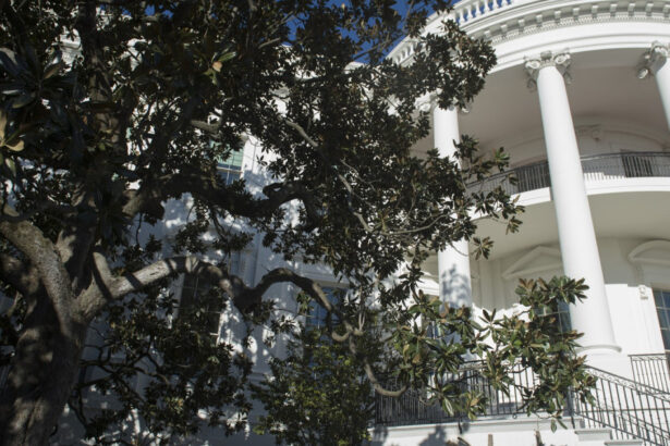 trump anunta ca taie un copac istoric plantat acum aproape 200 de ani la casa alba pun in loc un alt arbore foarte dragut 67ea8fd6c30ad