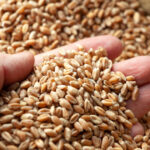 ue impune taxe vamale pentru toate produsele agricole importate din rusia si belarus vizate sunt si anumite ingrasaminte 67d47a7616645